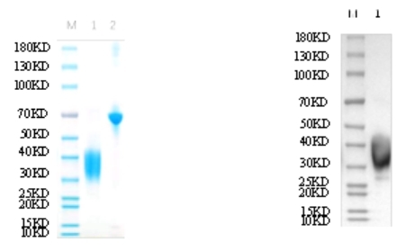 Reducing 12% SDS-PAGE and WB analysis profile of purified K169A<br />1. K169A<br />2. BSA
